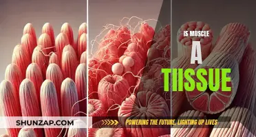 Muscle Tissue: What It Is and Why It Matters