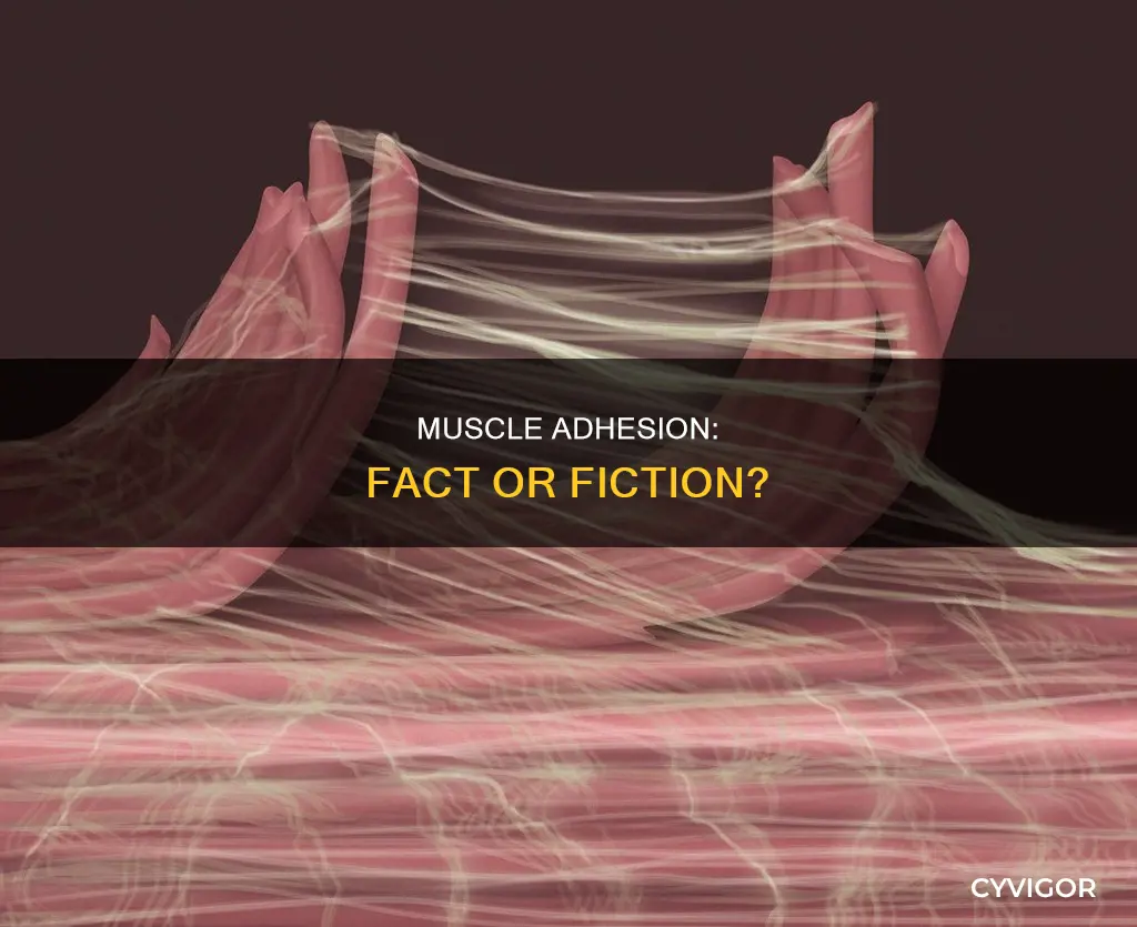 is muscle adhesion real