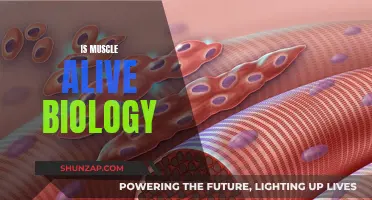 Muscle Tissue: The Living, Breathing Organ