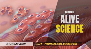 Muscle Tissue: The Living, Breathing Organ