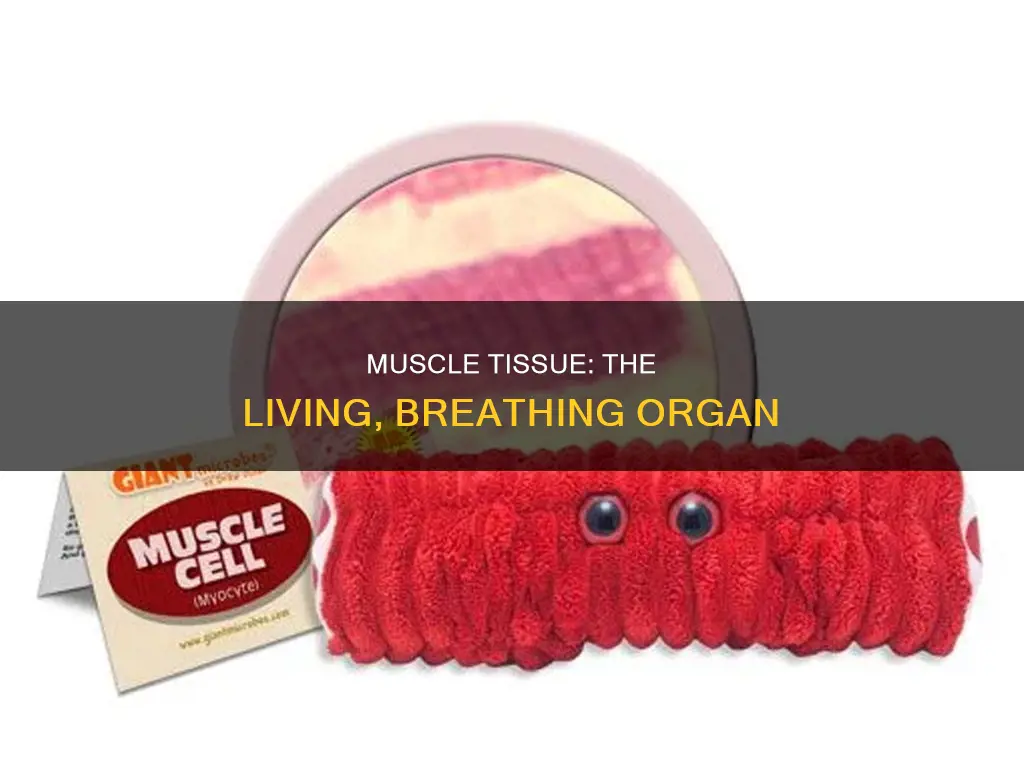 is muscle alive science