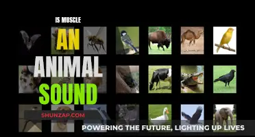 Muscle Movement and Animal Sounds: What's the Link?