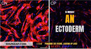 Muscle Tissue Origins: Ectoderm or Not?