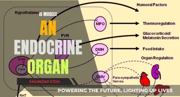 Muscle as an Endocrine Organ: An Unlikely Player