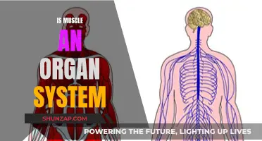 Muscle Tissue: An Organ System?
