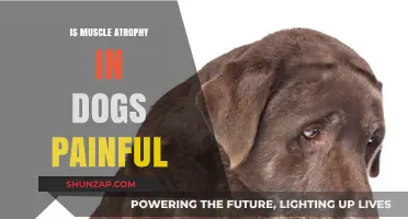 Understanding Muscle Atrophy in Dogs: Causes, Pain, and Treatment Options