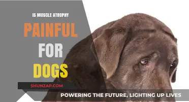 Understanding Canine Muscle Atrophy: Causes, Pain, and Treatment Options
