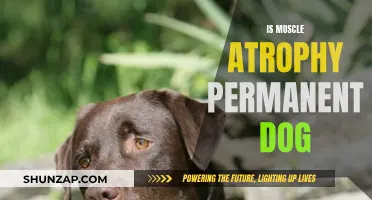 Canine Muscle Atrophy: Reversible or Permanent Condition?