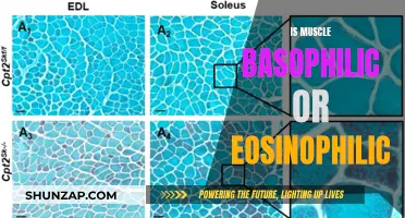 Muscle Tissue: Basophilic or Eosinophilic Staining?