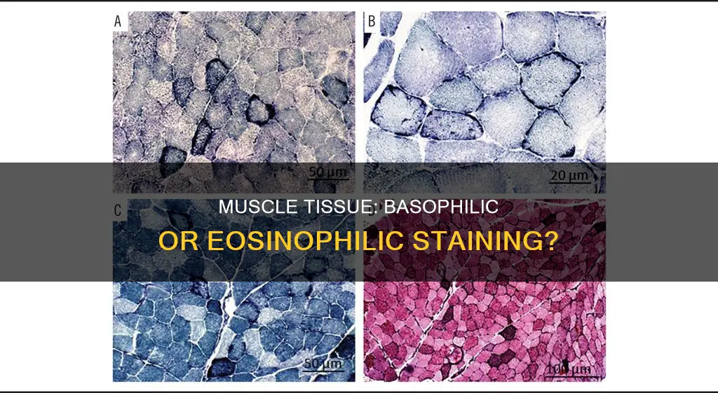 is muscle basophilic or eosinophilic