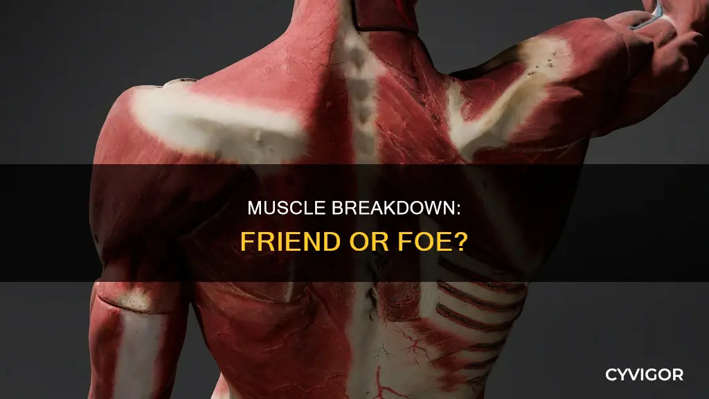 is muscle breakdown bad
