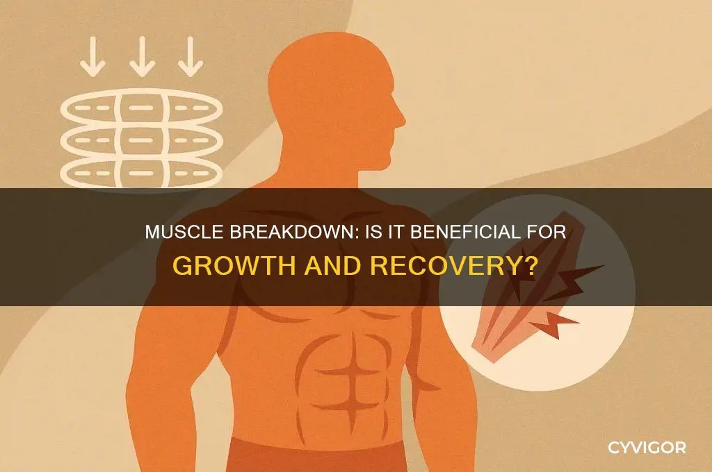 is muscle breakdown good