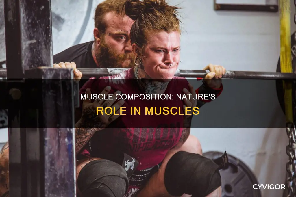 is muscle composition hereditary