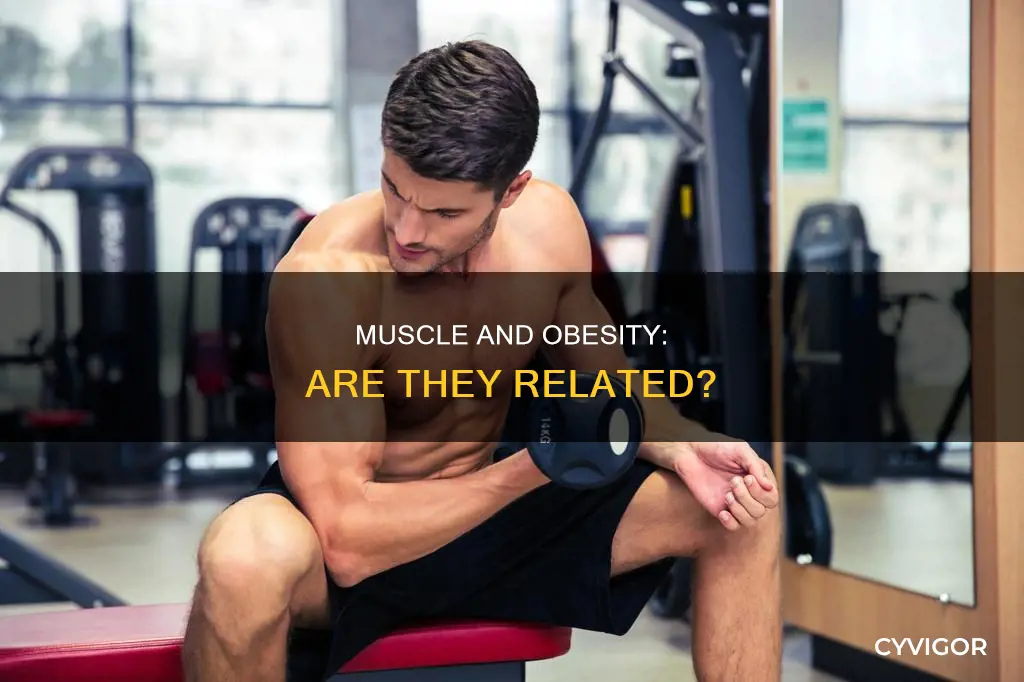 is muscle considered obese