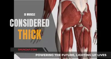Muscle Definition: Thick or Just Muscular?