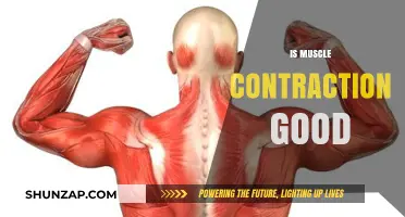 Muscle Contraction Benefits: Strength, Flexibility, and Overall Health Explained