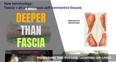 Muscle and Fascia: What Lies Beneath?