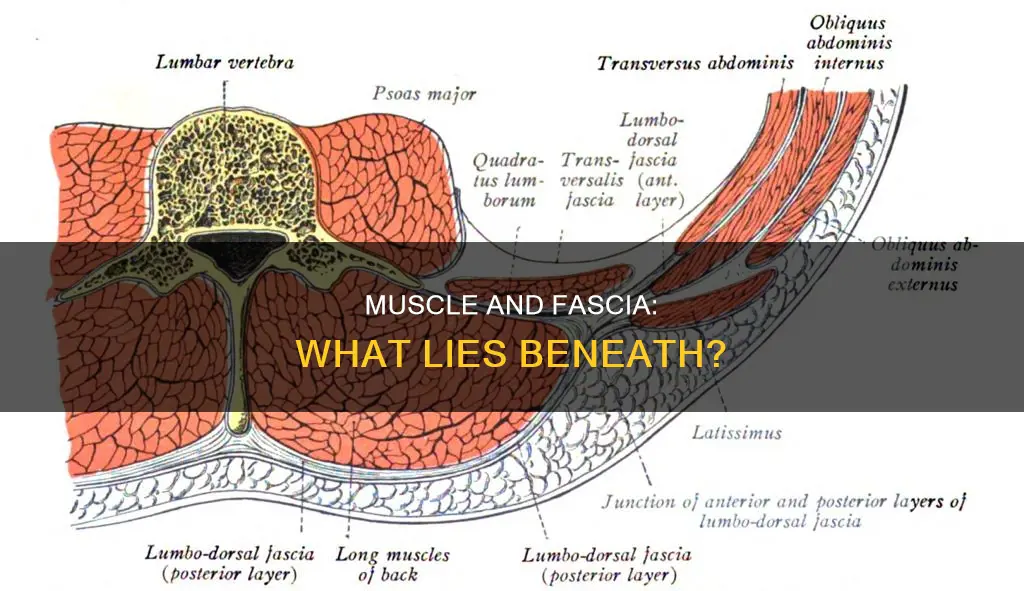 is muscle deeper than fascia