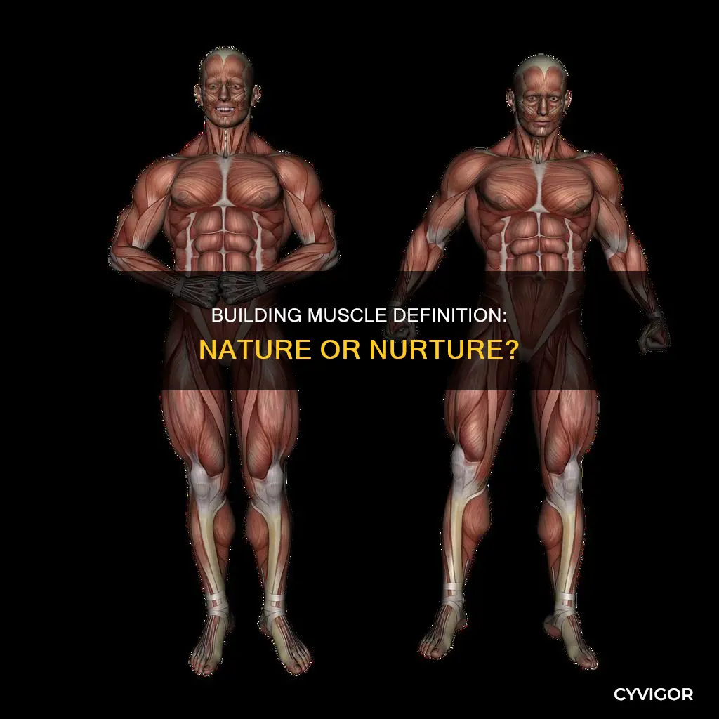 is muscle definition genetic