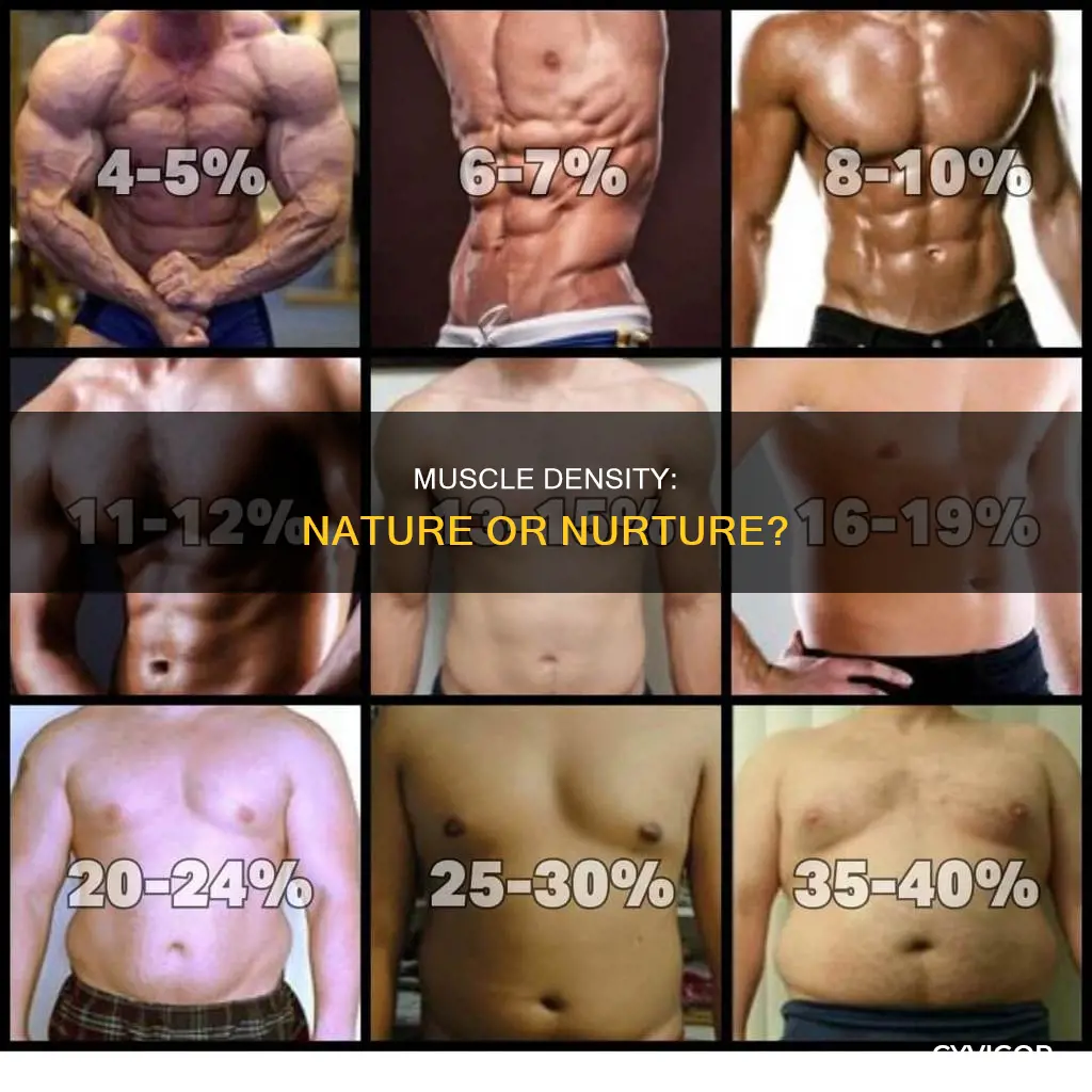 is muscle density genetic