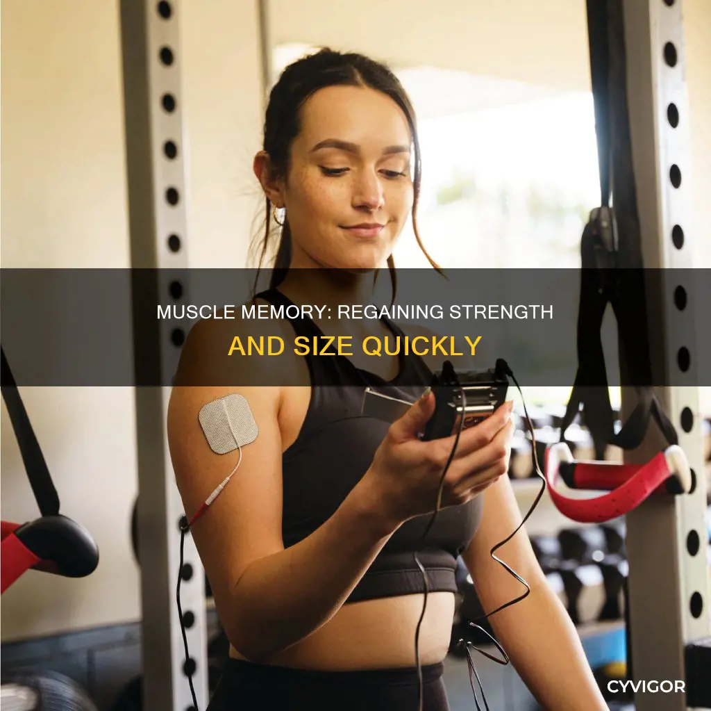 is muscle easy to regain