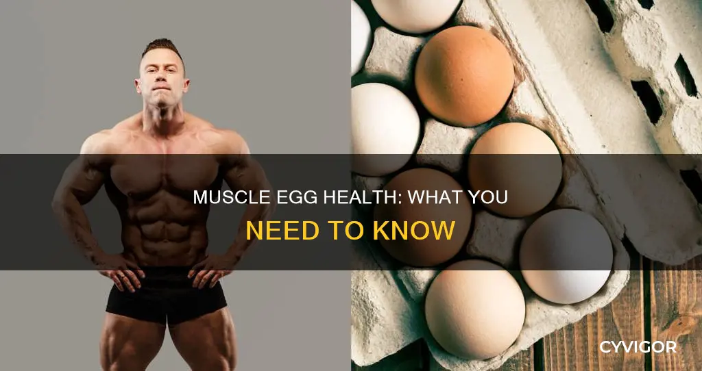 is muscle egg healthy