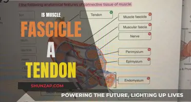 What is a Muscle Fascicle? Is it a Tendon?