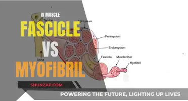 Understanding Muscle Structure: Fascicles and Myofibrils Explored