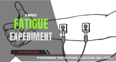 Exploring the Science of Muscle Fatigue Experiments