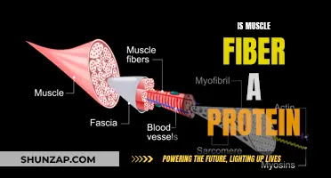 Muscle Fiber Protein: What's the Connection?
