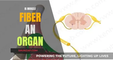 Muscle Fiber Organ Classification: What's the Verdict?