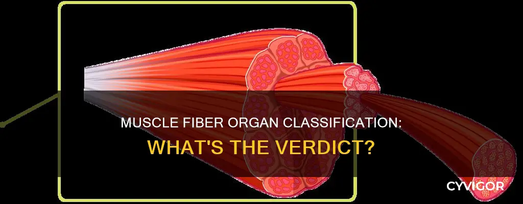is muscle fiber an organ