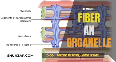 Muscle Fiber Organelles: Exploring the Intricate Muscle Composition