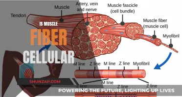 Muscle Fiber Composition: Unraveling the Cellular Complexity