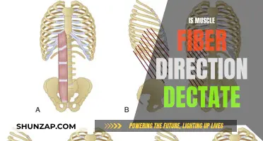 Muscle Fiber Direction: Intrinsic Dictates of Human Movement