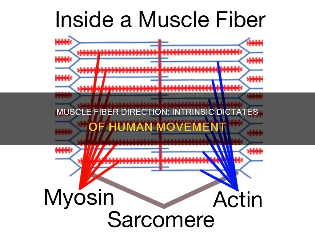 is muscle fiber direction dectate
