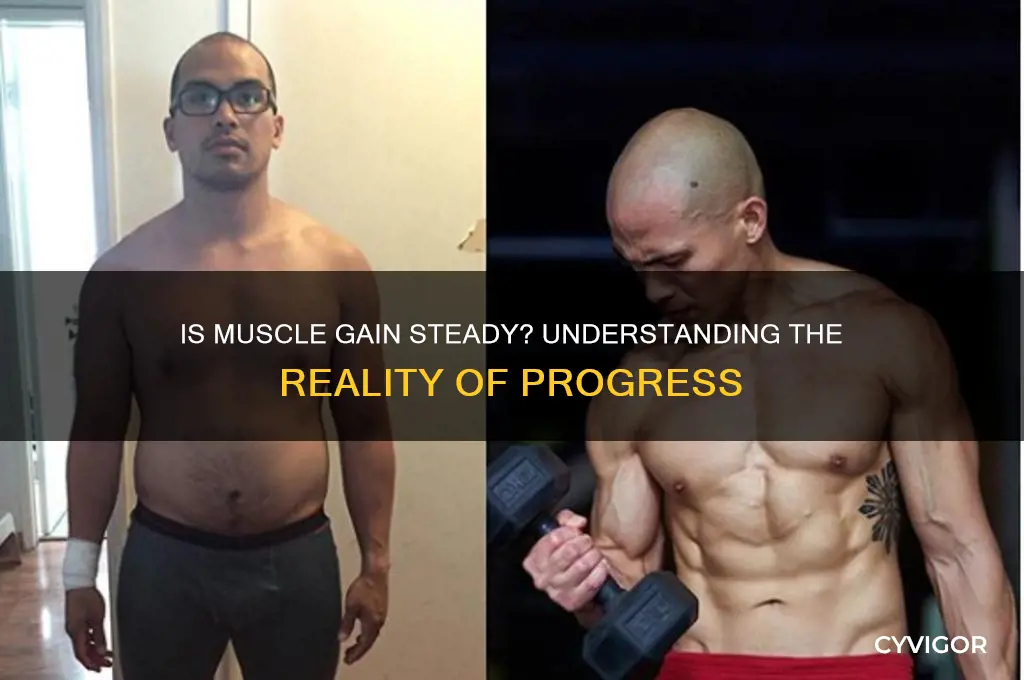 is muscle gain steady