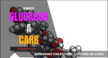 Glucagon and Carbohydrates: Muscle Metabolism Explained