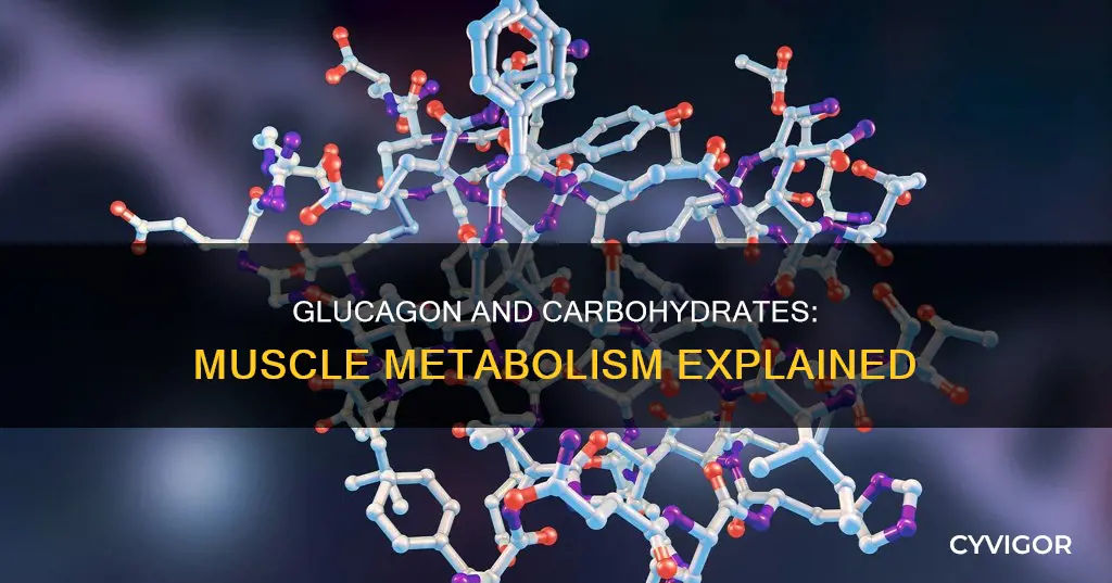 is muscle glucagon a carb