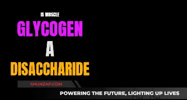 Muscle Glycogen: Is It a Disaccharide?