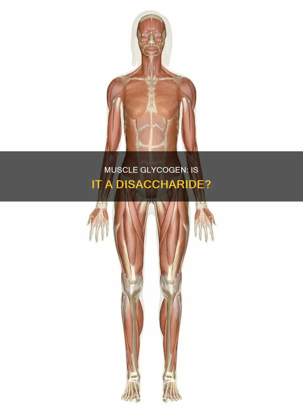 is muscle glycogen a disaccharide
