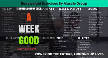 Is Training Each Muscle Group Once Weekly Optimal for Growth?