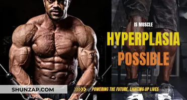 Muscle Hyperplasia: Is It Possible to Achieve?