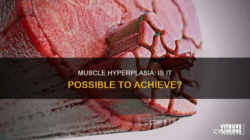 is muscle hyperplasia possible