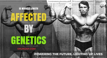 Unraveling the Genetic Blueprint of Muscle Length: A Deep Dive