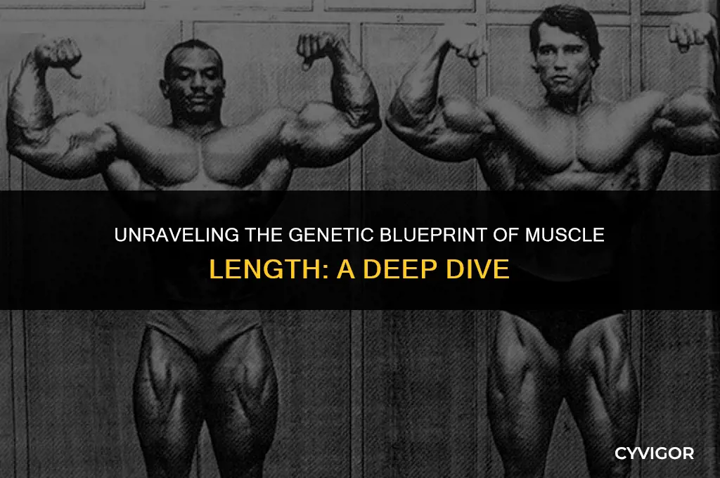 is muscle length affected by genetics