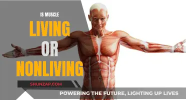 Muscle Tissue: Living or Non-Living?