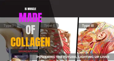 Muscle Tissue and Collagen: What's the Connection?