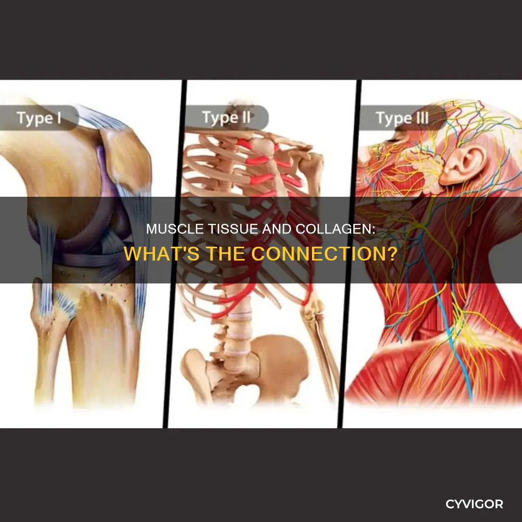 is muscle made of collagen