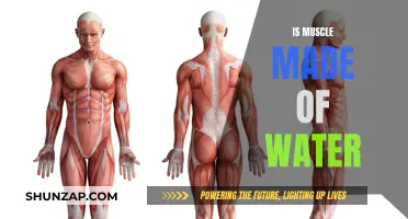 Muscle Tissue: Water Content and Muscular Performance